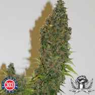 303 Seeds Happy Life Mix Pack Aurora